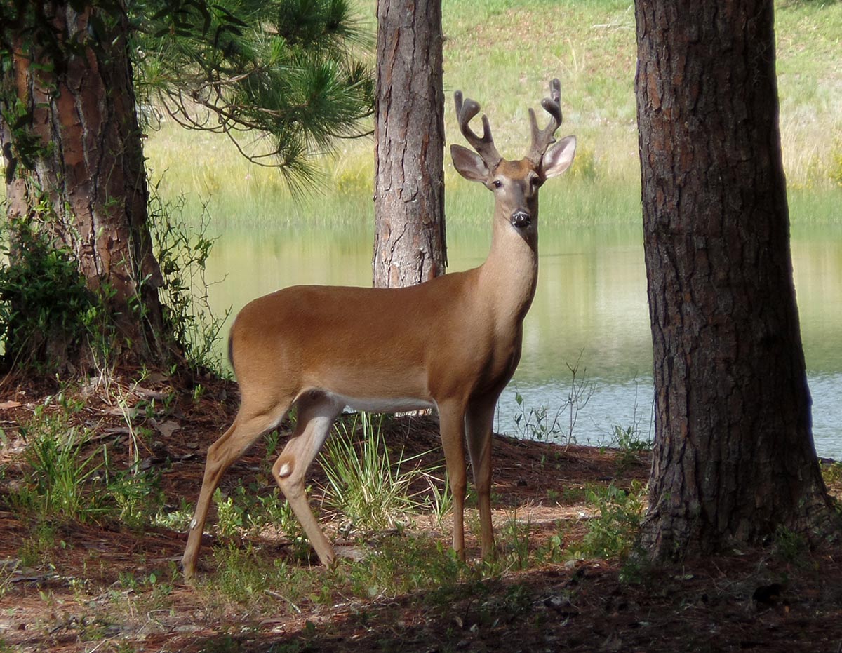 Big Buck, White-Tailed Deer