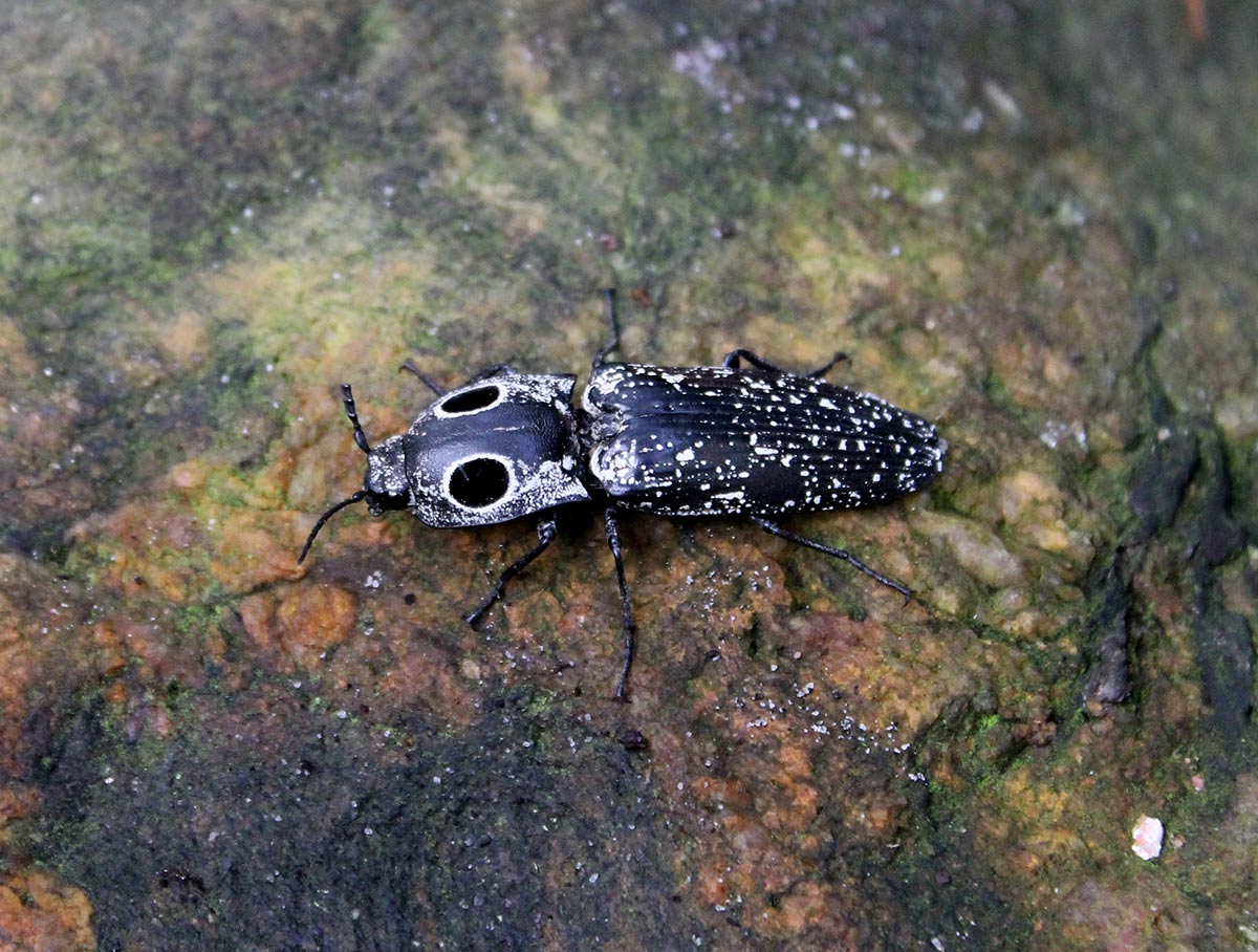 Eastern Eyed Click Beetle