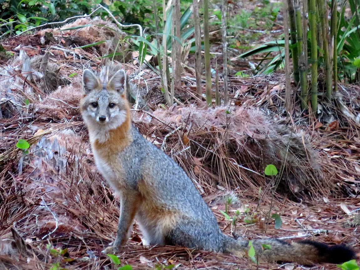 Gray Fox in North Florida