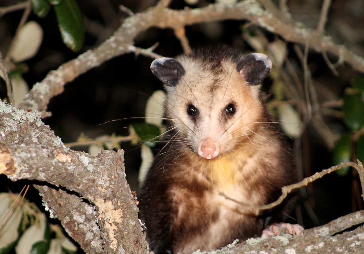 Opossum