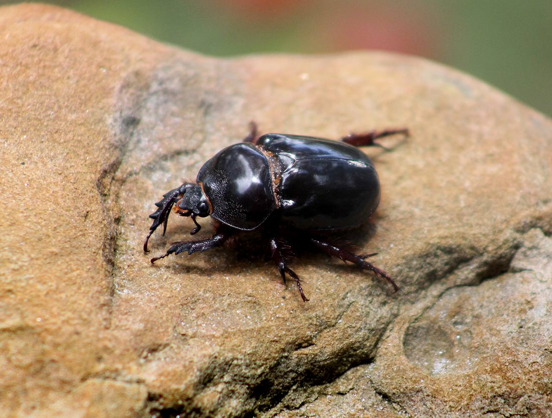 Rhinoceros Beetle - Female